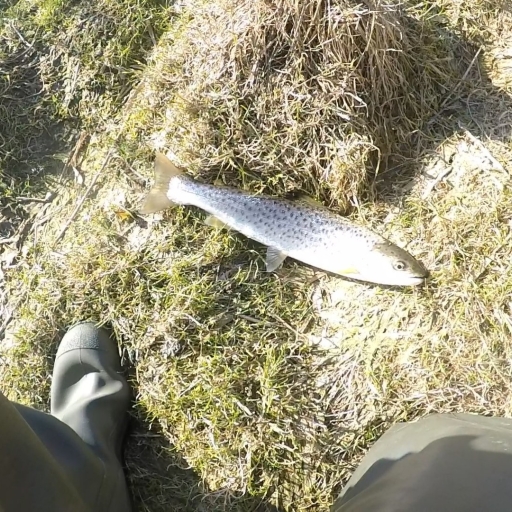Havørred fra Simested å